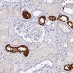 Uromodulin Antibody in Immunohistochemistry (Paraffin) (IHC (P))