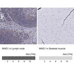 MND1 Antibody