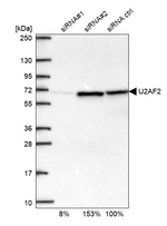 U2AF2 Antibody in Western Blot (WB)