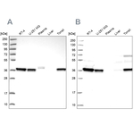 RALY Antibody in Western Blot (WB)
