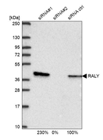 RALY Antibody in Western Blot (WB)
