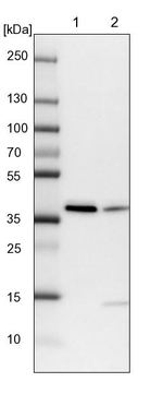 RALY Antibody in Western Blot (WB)