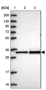 MRPL3 Antibody in Western Blot (WB)