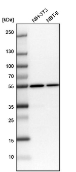TUBA1A Antibody in Western Blot (WB)