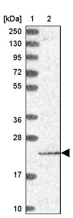 PTCD2 Antibody in Western Blot (WB)