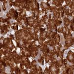 LEPREL2 Antibody in Immunohistochemistry (Paraffin) (IHC (P))