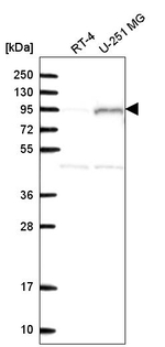 LEPREL2 Antibody in Western Blot (WB)