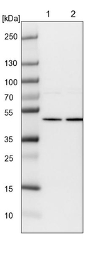 LEPREL2 Antibody in Western Blot (WB)