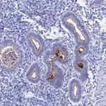 CD203c Antibody in Immunohistochemistry (Paraffin) (IHC (P))