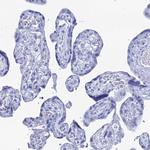 CD203c Antibody in Immunohistochemistry (Paraffin) (IHC (P))