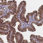PPP4C Antibody in Immunohistochemistry (Paraffin) (IHC (P))