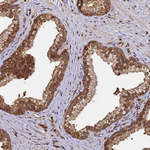 PPP4C Antibody in Immunohistochemistry (Paraffin) (IHC (P))