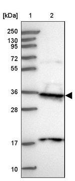PPP4C Antibody in Western Blot (WB)