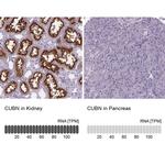 CUBN Antibody