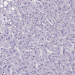 CUBN Antibody in Immunohistochemistry (Paraffin) (IHC (P))