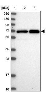 STAM Antibody in Western Blot (WB)