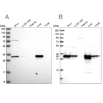 HADH Antibody in Western Blot (WB)