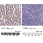 PLCB3 Antibody in Immunohistochemistry (Paraffin) (IHC (P))