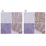 PLCB3 Antibody in Immunohistochemistry (Paraffin) (IHC (P))