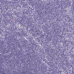 PLCB3 Antibody in Immunohistochemistry (Paraffin) (IHC (P))