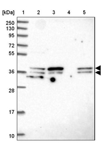 SUGT1 Antibody in Western Blot (WB)