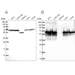 STIP1 Antibody in Western Blot (WB)