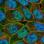 MRP5 Antibody in Immunocytochemistry (ICC/IF)