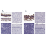CRALBP Antibody in Immunohistochemistry (Paraffin) (IHC (P))