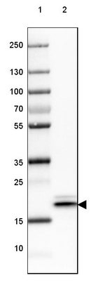 HSP20 Antibody in Western Blot (WB)