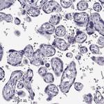 ADAM32 Antibody in Immunohistochemistry (Paraffin) (IHC (P))