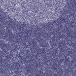 ADAM32 Antibody in Immunohistochemistry (Paraffin) (IHC (P))