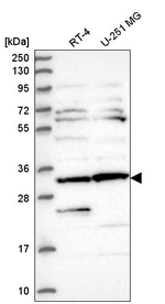 CLUAP1 Antibody in Western Blot (WB)