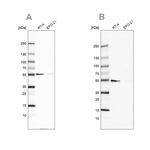 ATP5A1 Antibody in Western Blot (WB)