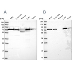 TRAP1 Antibody in Western Blot (WB)