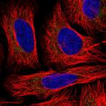 TID1 Polyclonal Antibody