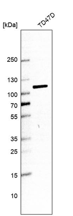 Golgin-97 Antibody in Western Blot (WB)