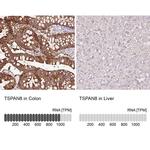TSPAN8 Antibody