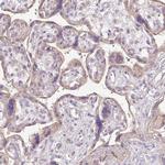 TSPAN8 Antibody in Immunohistochemistry (Paraffin) (IHC (P))