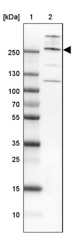 CIC Antibody in Western Blot (WB)