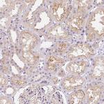 GABRD Antibody in Immunohistochemistry (Paraffin) (IHC (P))