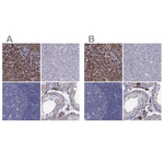 FDXR Antibody in Immunohistochemistry (Paraffin) (IHC (P))