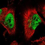 APC10 Polyclonal Antibody