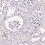SFTPD Antibody in Immunohistochemistry (Paraffin) (IHC (P))