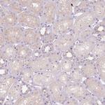 PU.1 Antibody in Immunohistochemistry (Paraffin) (IHC (P))
