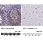 CD72 Antibody