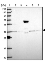 PEX19 Antibody in Western Blot (WB)