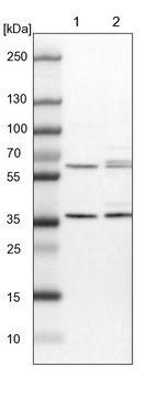 PEX19 Antibody in Western Blot (WB)