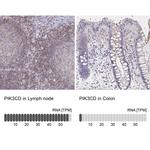 PIK3CD Antibody