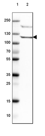 PIK3CD Antibody in Western Blot (WB)