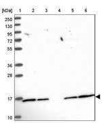 UBC13 Antibody in Western Blot (WB)